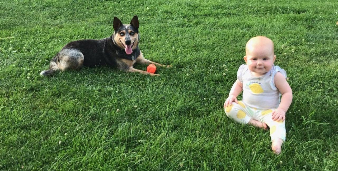 blue heeler and baby